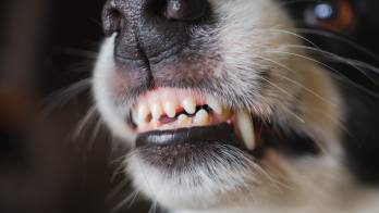 Un testigo mencionó que las mascotas del vecino habían protagonizado incidentes previos, aunque la policía indicó que no existen archivos.