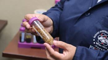 Mida: bajan los casos de gusano barrenador