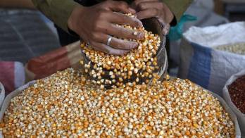 Se verá afectado el acceso de las familias a la comida. &nbsp;.