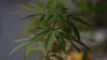 El cultivo asociativo de cannabis medicinal, a un paso de ser legal en Perú