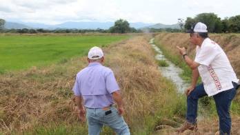 Inspeccionan parcelas de arroz sembradas bajo riego en Coclé