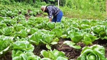 Mujeres rurales cosechan repollo orgánico en la provincia de Coclé
