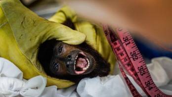 Mono aullador víctima del tráfico ilegal recupera su movilidad al ser rescatado&nbsp;