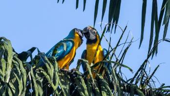 Venezuela liberó casi 25.000 especies de animales en sus hábitats en 2022