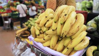 El precio del guineo aumenta cada vez más, su precio va de 75 centavos a un dólar por libra.