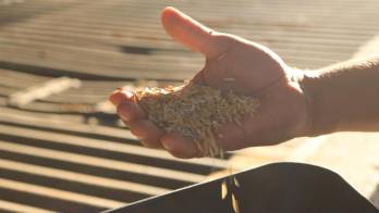 ANALMO impulsa el consumo de arroz cultivado en Panamá.