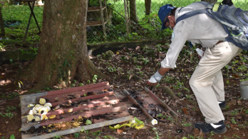David y Dolega batallan contra el mosquito Aedes aegypty