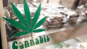 Legalización aumenta la intoxicación infantil por cannabis comestible en EE.UU.