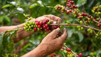 Esta comunidad no solo cultiva café, sino también identidad y cultura con cada grano que cosecha.