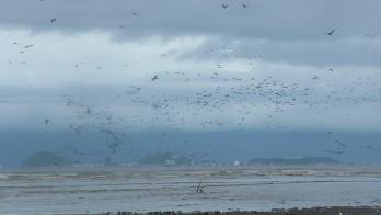 La rica fauna contrasta con la contaminación de costas.