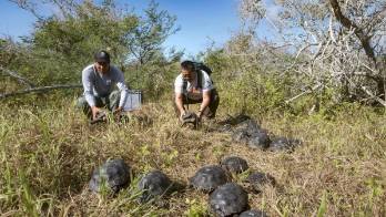 Retornan a su hábitat natural 86 tortugas criadas en cautiverio en Galápagos