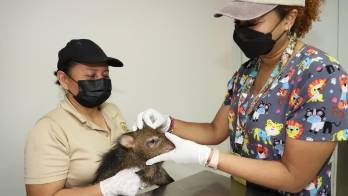 Tráfico ilegal de especies se ha vuelto tendencia, advierte veterinaria del Summit