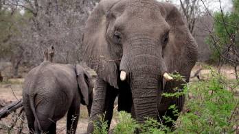 Muere un supuesto cazador furtivo pisoteado por elefantes en Sudáfrica