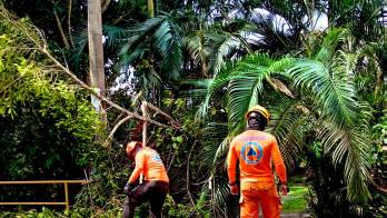 Sinaproc atendió reporte por caída de árboles debido a fuertes brisas en el sector de Chica, Manglarito, Chame.
