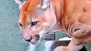 Tango, el puma del parque municipal summit falleció