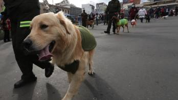 La raza de los perros no determina su comportamiento, según un estudio