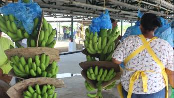 El banano y la piña son los cultivos escogidos para impulsar un nuevo modelo de agroexportación en el occidente del país.