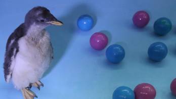 Alex, primer pingüino antártico nacido en México invita a cuidar ecosistemas