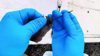 El Ministerio de Salud (MINSA) reitera el llamado a la prevención de enfermedades.