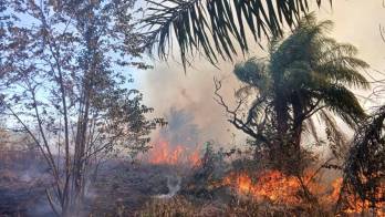 Evita las quemas y no arrojar colillas de cigarrillos.