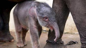 La madre y la cría están siendo monitoreadas y cuidadas por los veterinarios del parque nacional Way Kambas, añadió el ministro.
