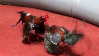 Entra en vigor la prohibición de pelas de gallo en P.Rico por orden federal