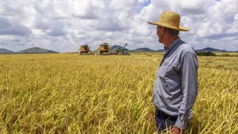 El MIDA mantiene vigilancia sobre los principales cultivos y prepara medidas para amortiguar el golpe climático.
