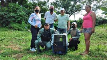 Policía Ambiental rescata a una yaguarndi en Capira
