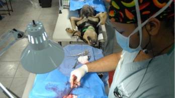 Veterinarios suspenden la huelga