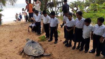 Las tortugas canal tardan alrededor de 15 años en ser adultas y viven aproximadamente 80 años, pero es relativo, porque esos datos son difíciles de cuantificar y demostrar.