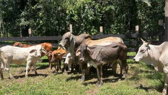 En Panamá Oeste hay más de 97,000 cabezas de ganado.