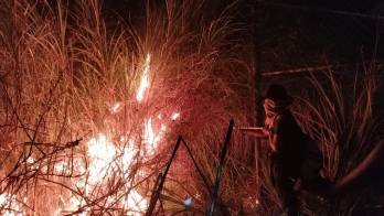 La afectación abarca entre nueve y diez hectáreas de masa vegetal.