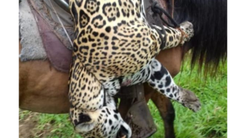 El que la hace la paga