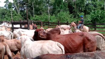 Panamá declaró el 5 de julio del 2023 un “estado de emergencia zoo sanitaria” en el país ante los brotes de gusano barrenador del Ganado.