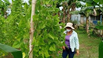 Cobertura boscosa de Panamá entre luces y sombras&nbsp;