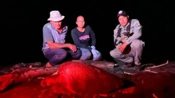 Dos mil 500 tortugas marinas arriban a Isla Cañas en Tonosí