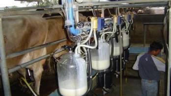 El IMA aclara sobre plan para dinamizar la cadena.