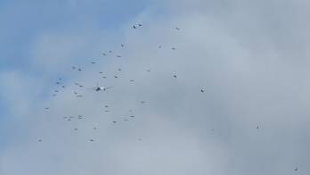 Las aves son un peligro.