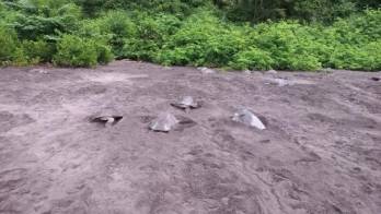 La playa Marinera es el escenario del nacimiento de más de 1 millón 300 mil&nbsp; tortugas marinas y en donde se han liberado cerca de 2 millones de galápagos.