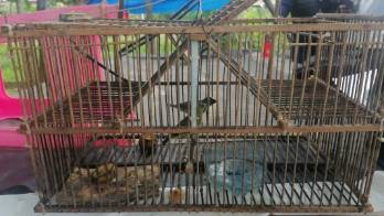 Decomisaron trece jaulas trampa utilizados en la extracción de aves silvestres.