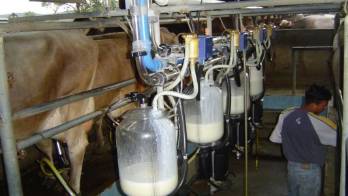 Producción de leche peligra por cierres de calles