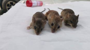 Las autoridades sanitarias mantienen vigilancia epidemiológica.
