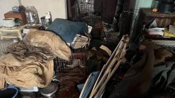 Los animales estaban en medio del reguero de desechos. La escena fue descrita como “uno de los peores casos de acumulación compulsiva de animales.