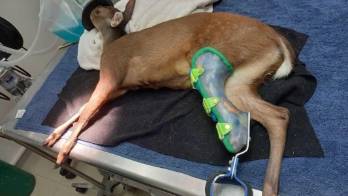 Enseñar a un venado de corzo a adaptarse a su prótesis, el nuevo reto en el Parque Summit