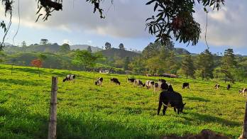 Ptetenden ayudar a los pequeños productores de leche por medio de diferentes tecnologías.
