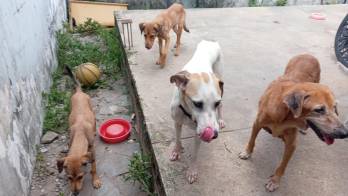 Más de 240 animales domésticos fueron rescatados de albergues clandestinos en condiciones de hacinamiento y descuido, gracias a una operación conjunta liderada por la Policía Ambiental