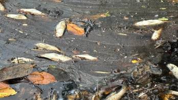 Peces murieron por envenenamiento.