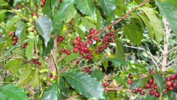 Se busca fortalecer la sustentabilidad del &nbsp;cultivo de café, su &nbsp;industrialización y comercialización.