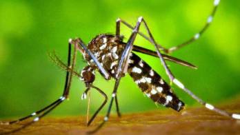 El mosquito Aedes aegypti, principal transmisor del chikungunya, también propaga el dengue y el zika.