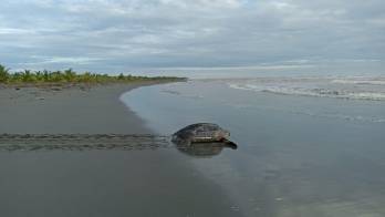 [VIDEO] Alianza para la protección de tortugas&nbsp;&nbsp;